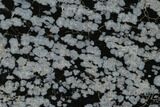 Polished Snowflake Obsidian Section - Utah #117778-1